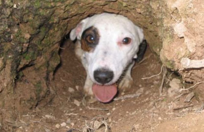 "Loyal" Dog Reunited With Loving Family After Surviving In Wild For 10